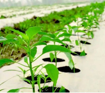 کشت زیر پلاستیک سود یا زیان
