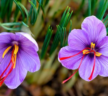 برداشت زعفران نوبرانه