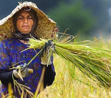 زنان روستایی پایه اصلی تولیدات کشاورزی به شمار می‌روند