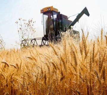 معاون وزیر جهاد کشاورزی از تولید ۹ میلیون تن گندم در سال جاری خبر داد