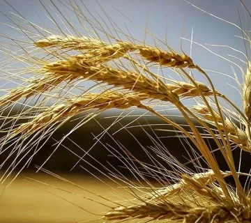 شورای قیمتگذاری امروز نرخ نهایی خرید تضمینی گندم را تعیین میکند