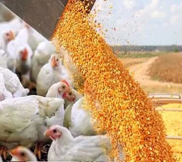 بحران نهاده‌های دامی