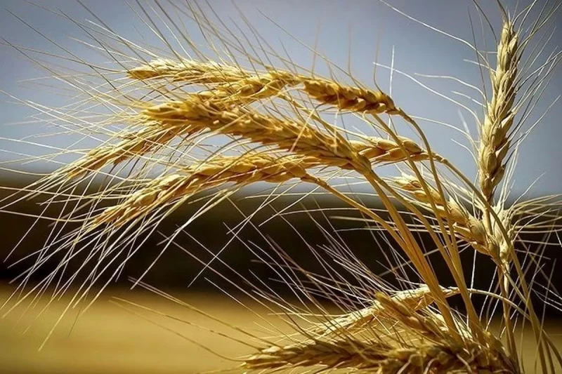 خرید+گندم شورای قیمتگذاری امروز نرخ نهایی خرید تضمینی گندم را تعیین میکند