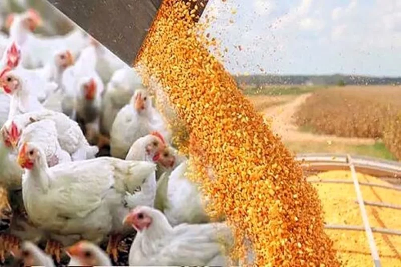 بحران نهاده‌های دامی